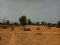 Image montrant un paysage sec avec des arbres arbustifs