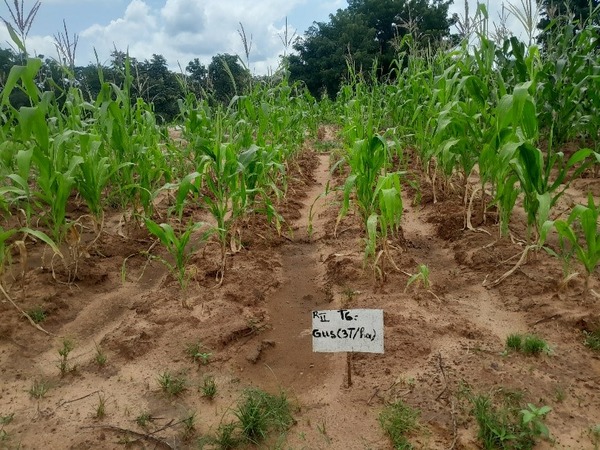 Field of maize plants with a plot marker sign 