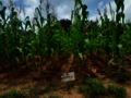 Field of maize plants with a plot marker sign 