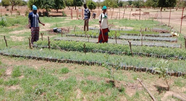 3 people standing outside plots of land containing seedlings 
