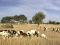champ montrant des petits ruminants en train de paître en Afrique de l'Ouest 