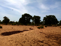 Image showing dry landscape with shrubby trees
