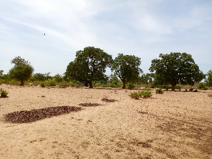Image showing dry landscape with shrubby trees