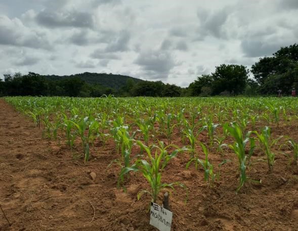Field of young maize plants 