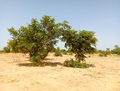 Image showing dry landscape with shrubby trees