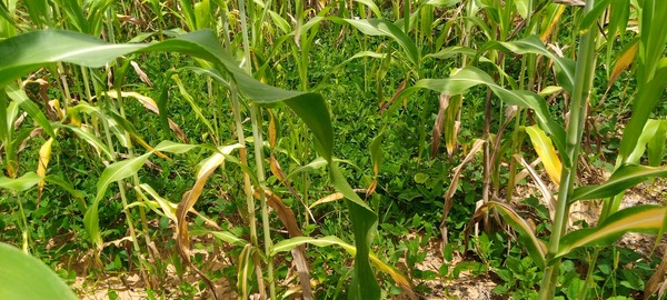 This image shows a crop field 