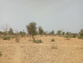 Image showing dry landscape with shrubby trees