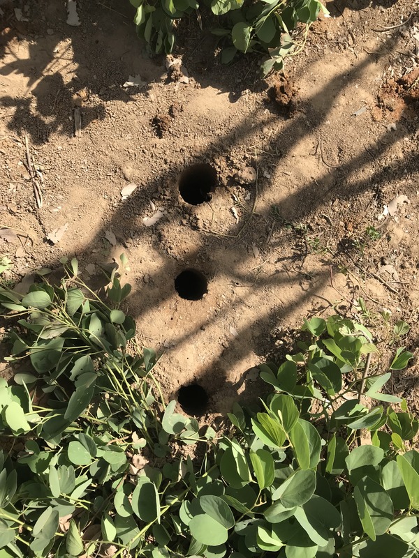 This image shows holes in the soil for soil sampling. 
