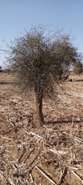 Cette image montre un buisson dans un paysage sec