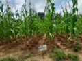 Field of maize plants with a plot marker sign 