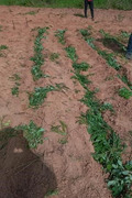 Rows of green leaves in a dry field 