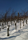 Winterstimmung im Rebberg