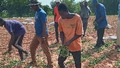 6 people working in a crop field holding green leaves 