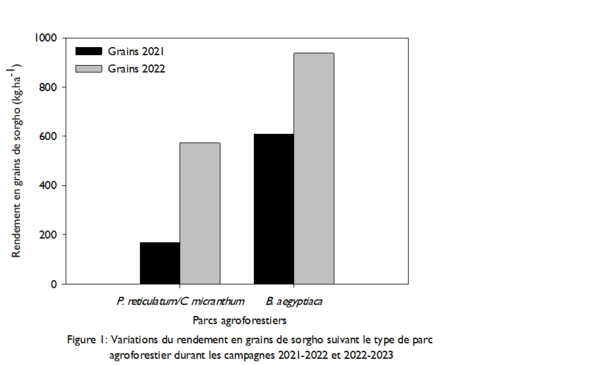 This image shows a graph of sorghum yield