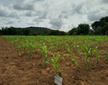 Field of young maize plants 