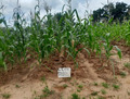 Field of maize plants with a plot marker sign 