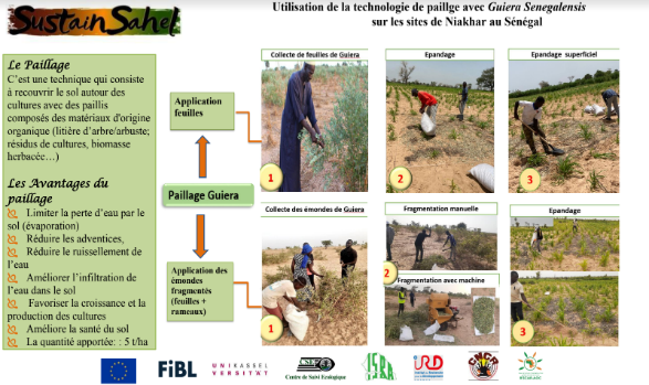 Colorful poster with text box and 6 images showing local farmers performing mulching