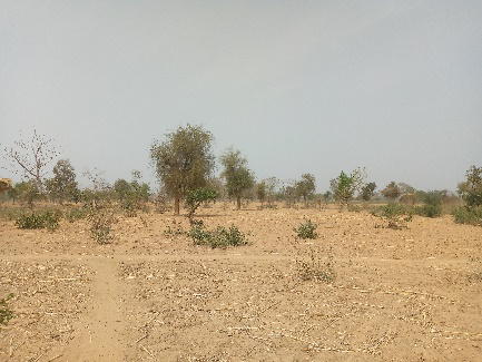 Image showing dry landscape with shrubby trees